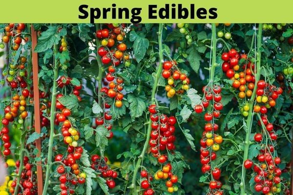 Event | Monthly Garden101, name: May 21 2026 Tomatoes &amp; Ginger/Turmeric