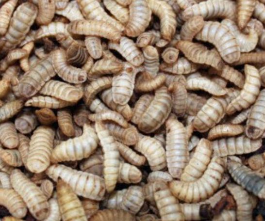 Black Soldier Fly Larvae | BSFs | BSFLs | Phoenix Worms | Beardie Grubs