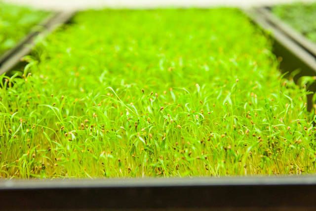 Microgreens | Carrot Microgreens
