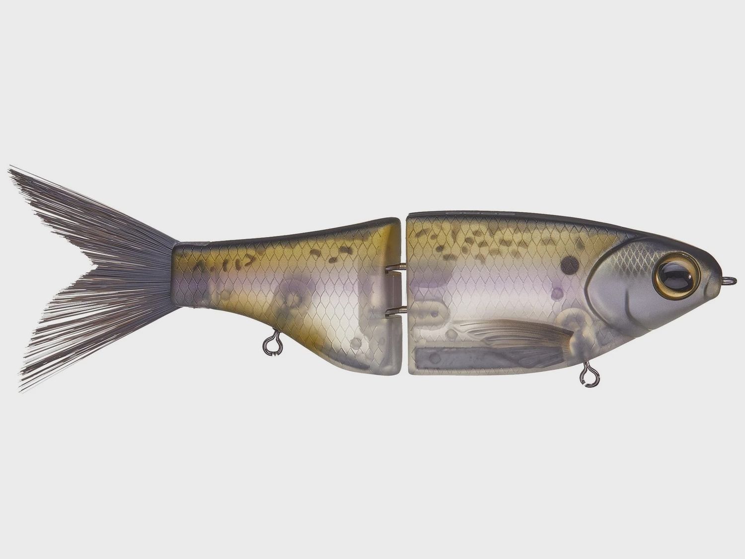 KGB Chad Shad, Colour: Threadfin
