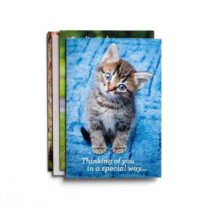 BOXED CARD- GET WELL- WHISKERS &amp; PAWS