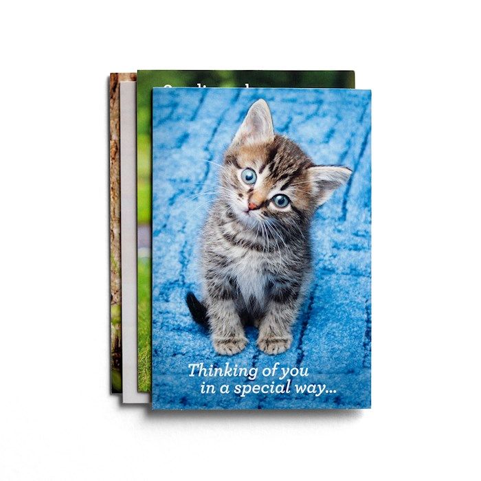 BOXED CARD- GET WELL- WHISKERS &amp; PAWS