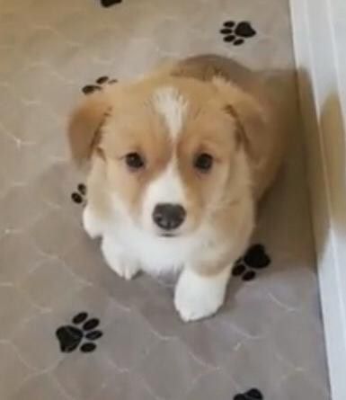Corgi Puppy Supporter