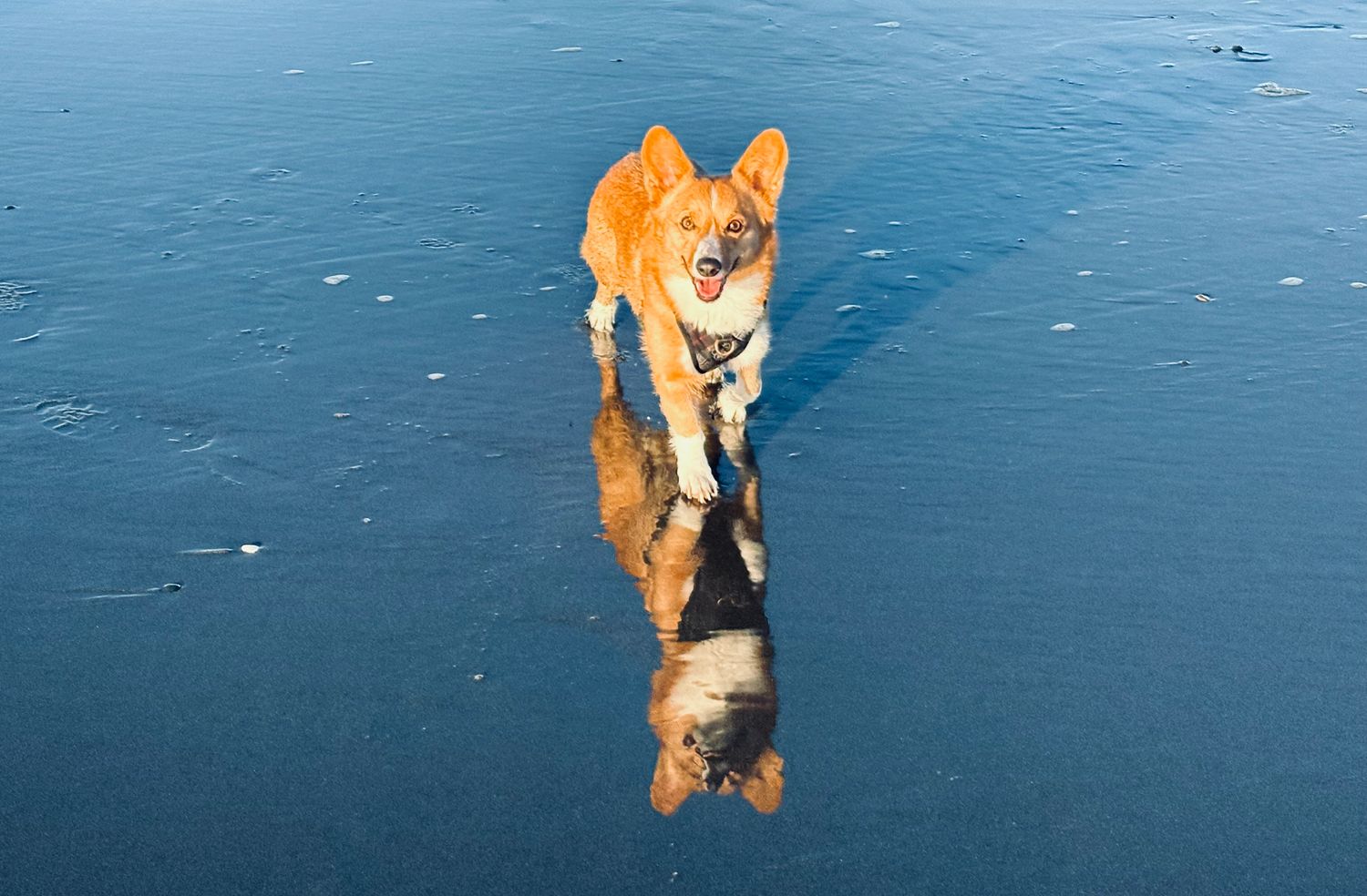 Pembroke Corgi Level
