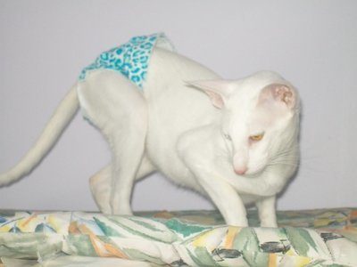Creations Entre Chats Et Chiens Vetements Hygieniques Pour Animaux De Compagnie Creations Entre Chats Et Chiens Vetements Hygieniques Pour Animaux De Compagnie
