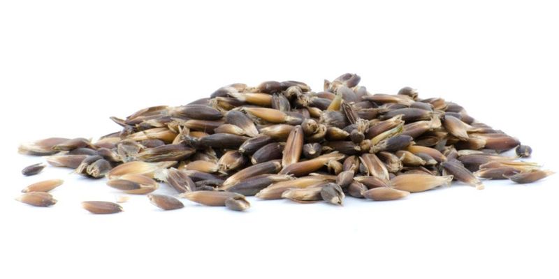 Zwarte Gekneusde haver