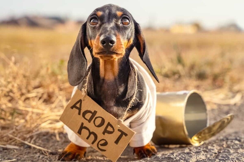 Donate to Dachshund Rescue - Select your amount
