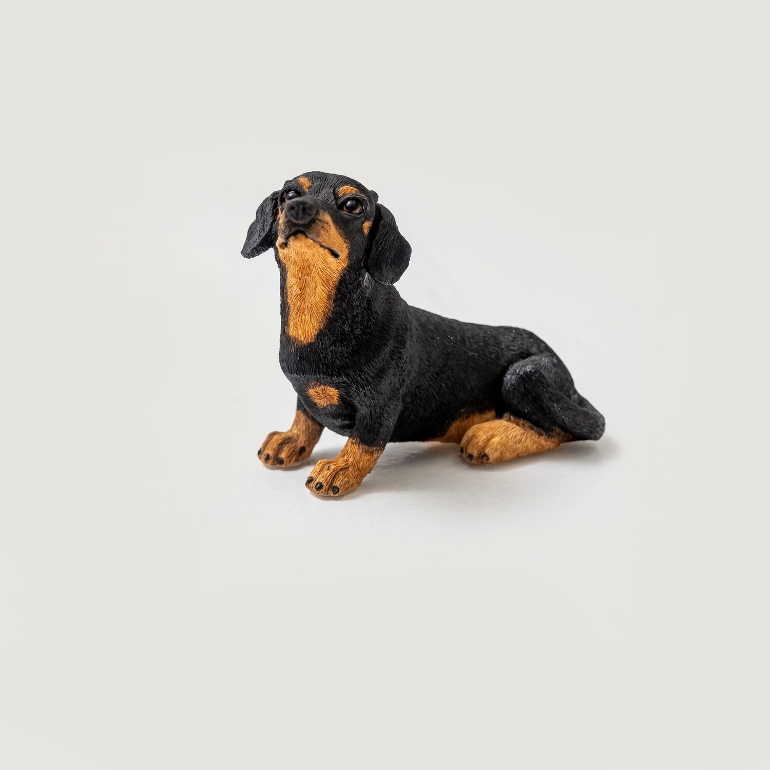 Short Haired Dachshund - 1