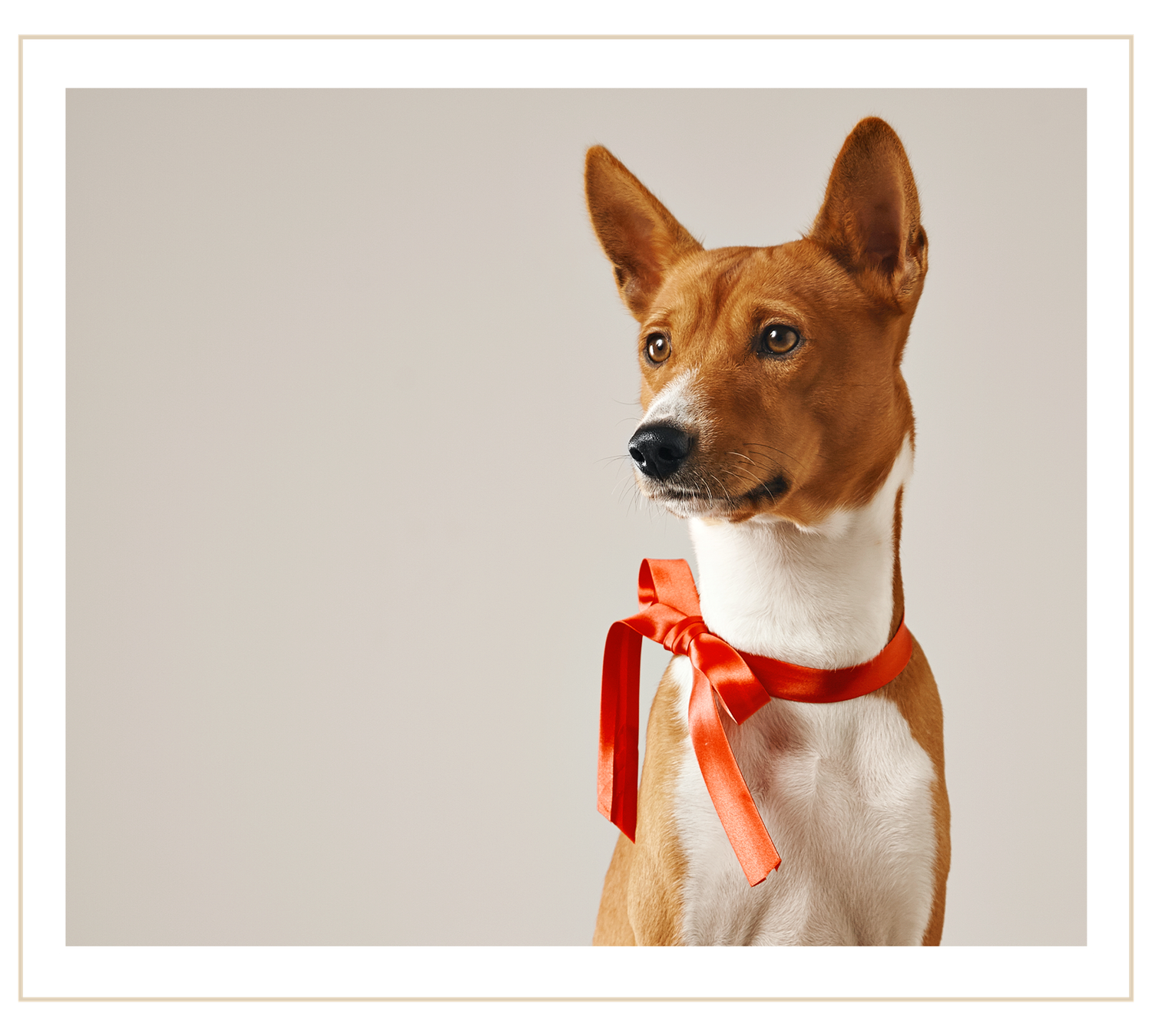 Long Dog Gift Card - Select your amount