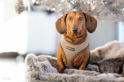 Puppia Harnesses - Beige Only - Medium