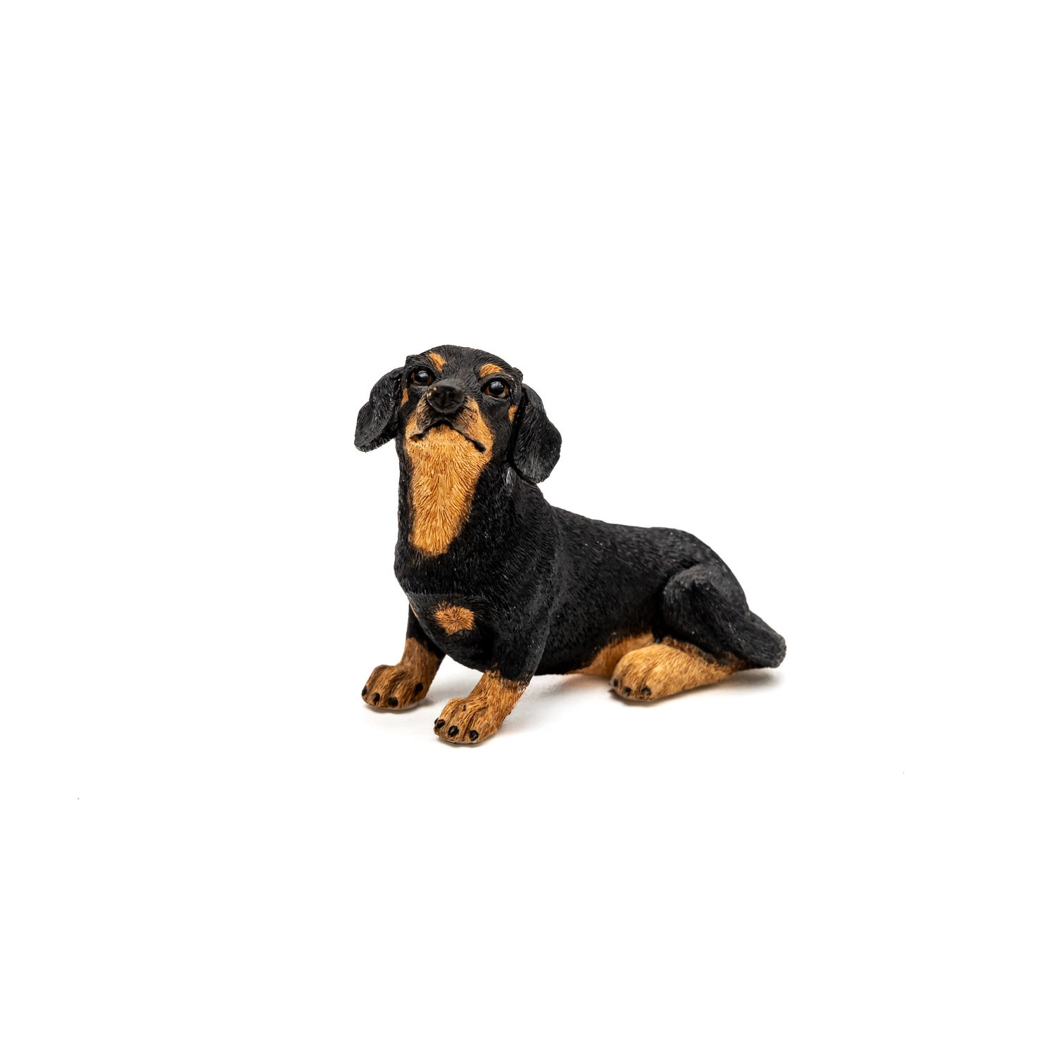 Short Haired Dachshund - 1