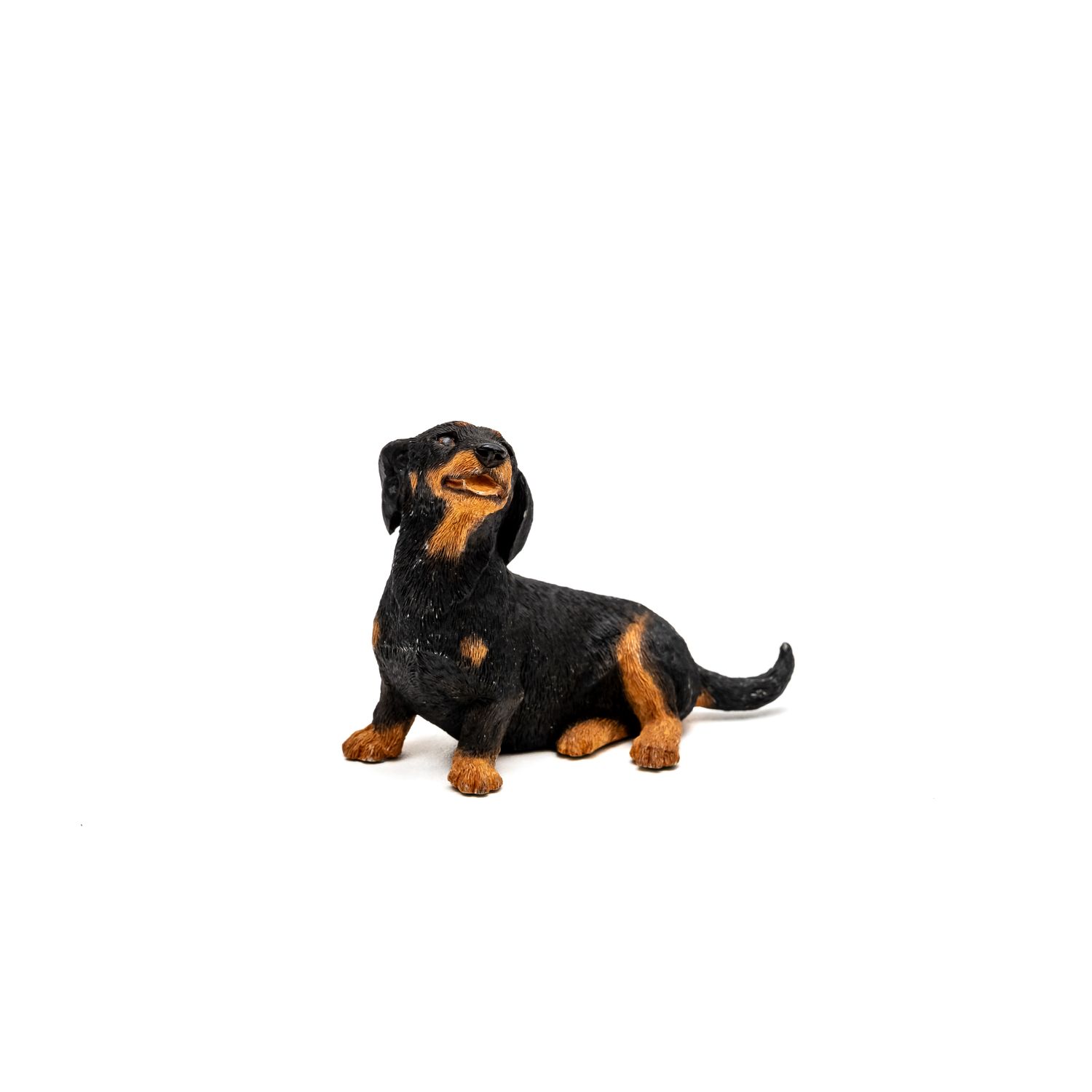 Short Haired Dachshund - 2