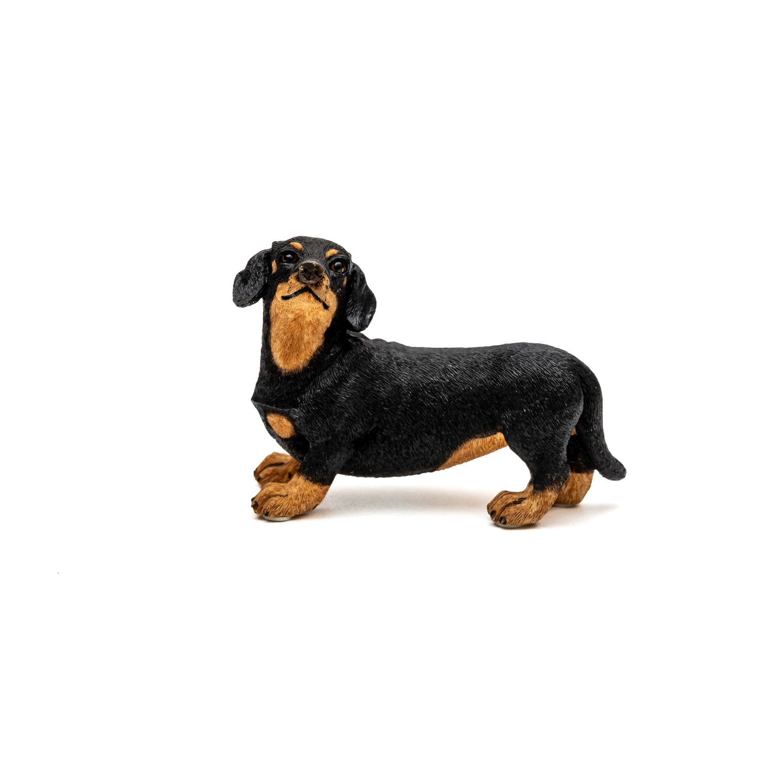 Short Haired Dachshund - 3