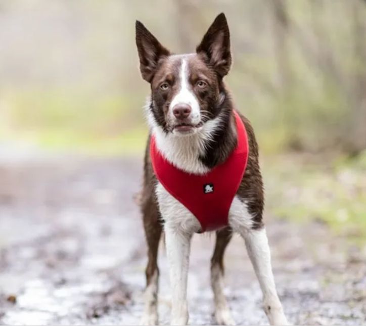 Truelove Soft Mesh Harness - Large