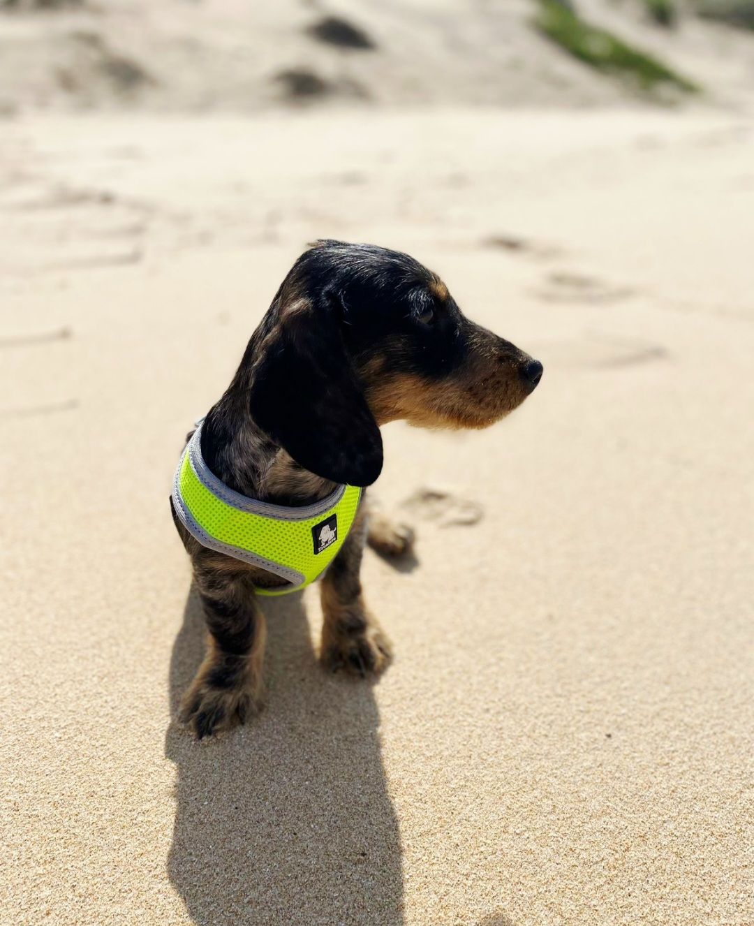 Truelove Soft Mesh Harness - Small