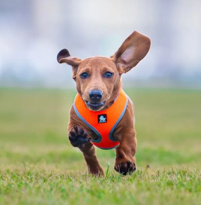 Truelove Soft Mesh Harness - Medium