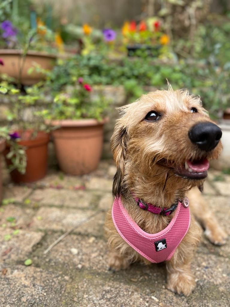 Truelove Soft Mesh Harness - X - Small