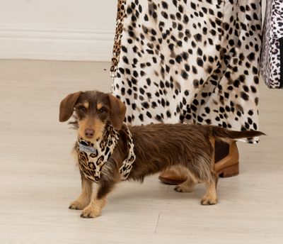 Chest Harness & Leash - Dark animal print - Small