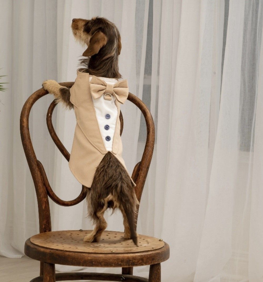 Beige Tuxedo Outfit - Small Dog Beige Tuxedo Outfit - Small Dog