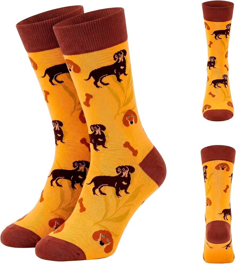 Socks - Mustard & brown playful Dachshunds