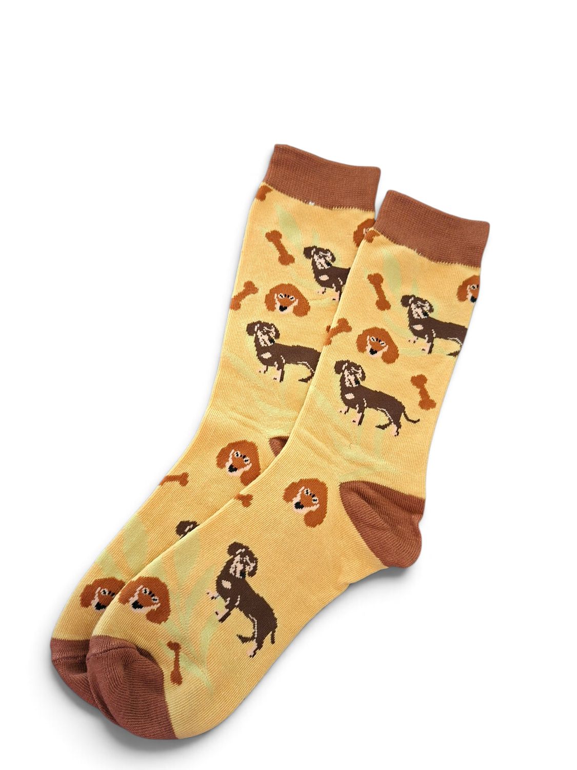 Socks - Mustard & brown playful Dachshunds