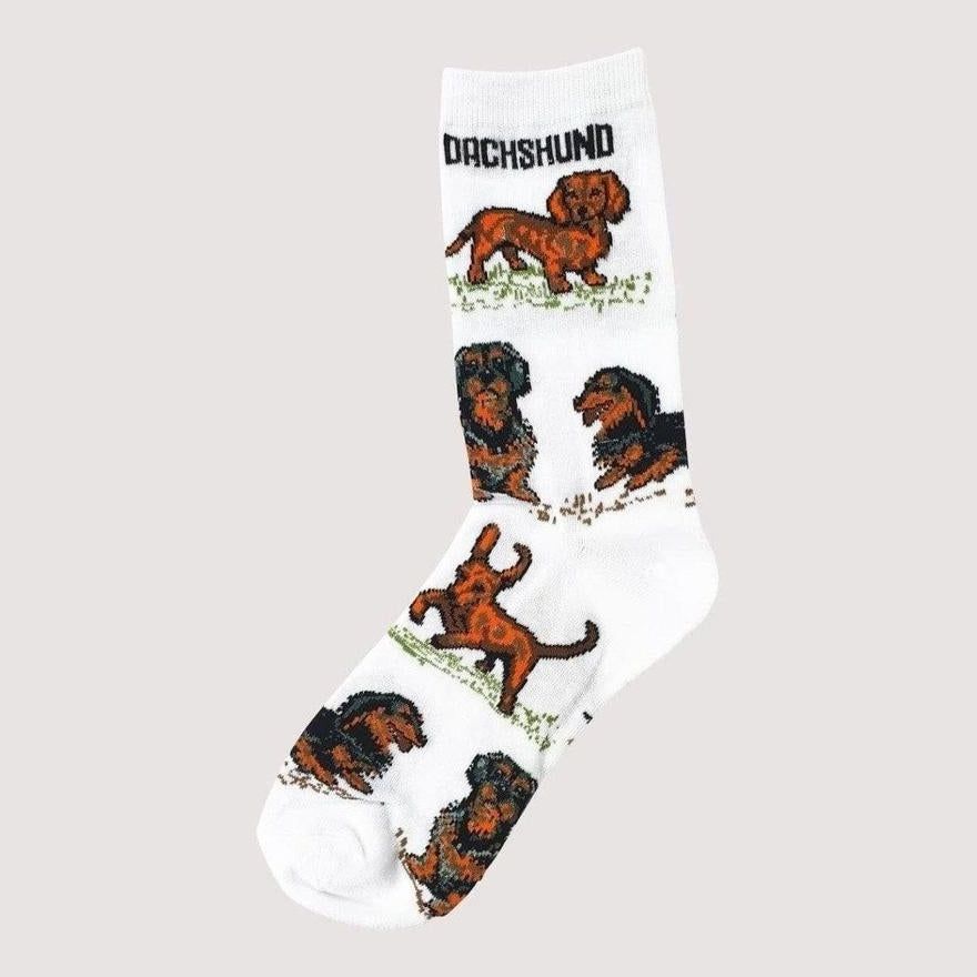 Socks - White with  black & brown Dachshunds