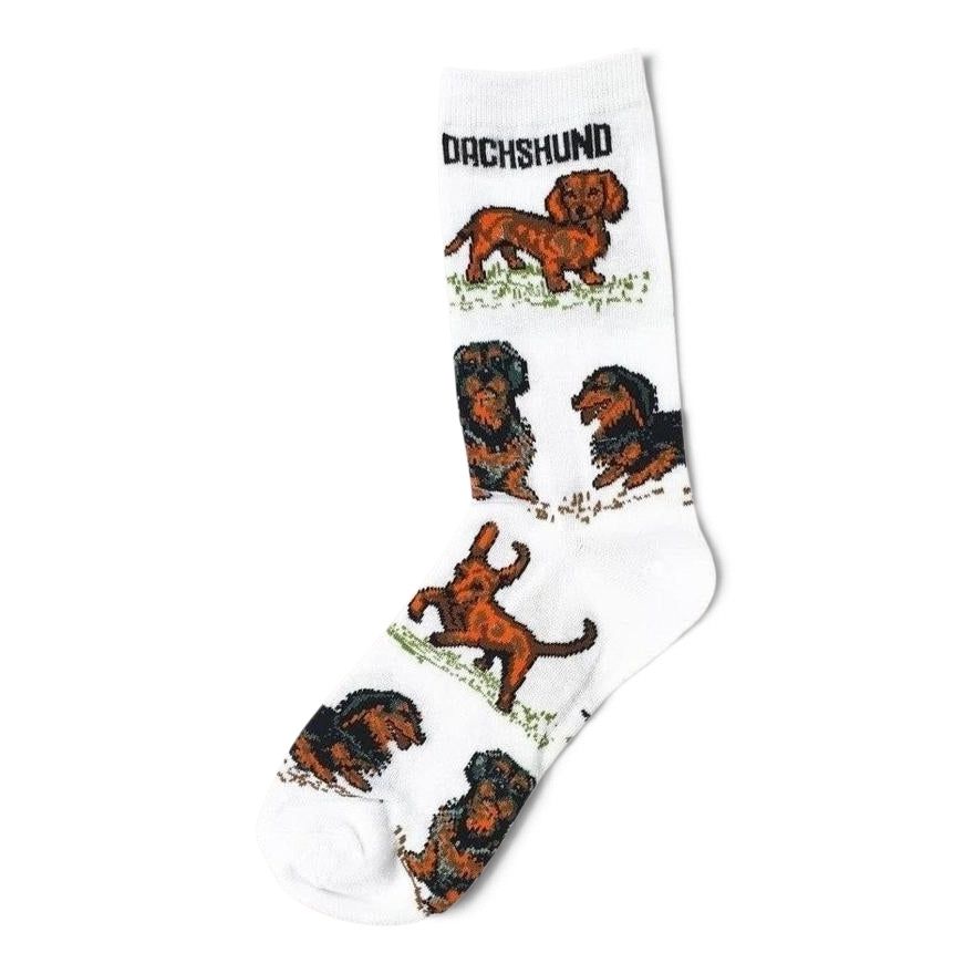 Socks - White with  black & brown Dachshunds
