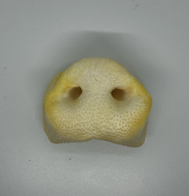 Hog Snout Puffs