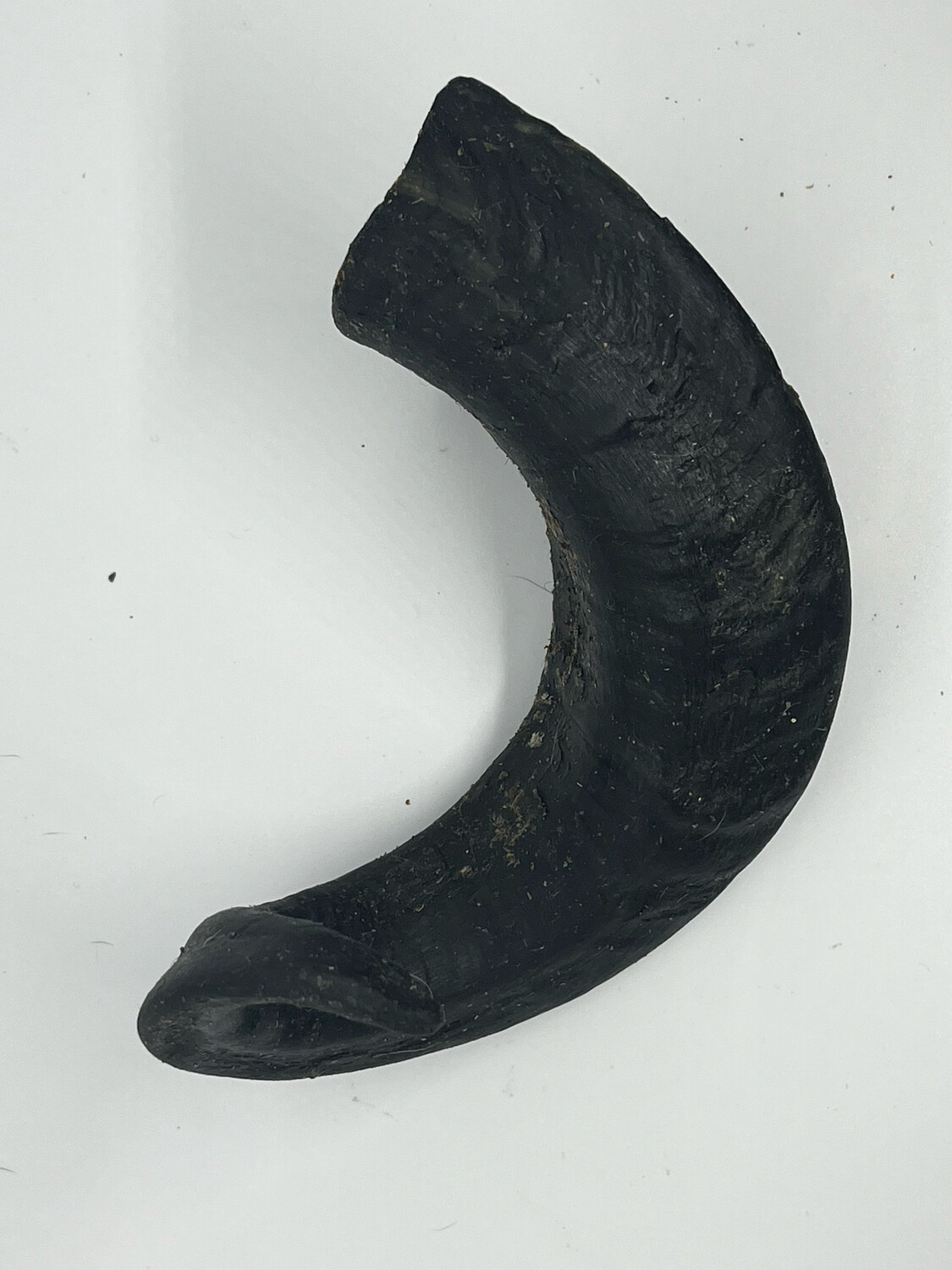 Lamb Horn