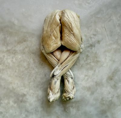 Freeze-Dried Frog Legs