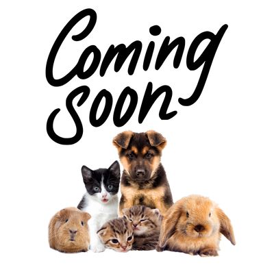 Cat Toy Pack