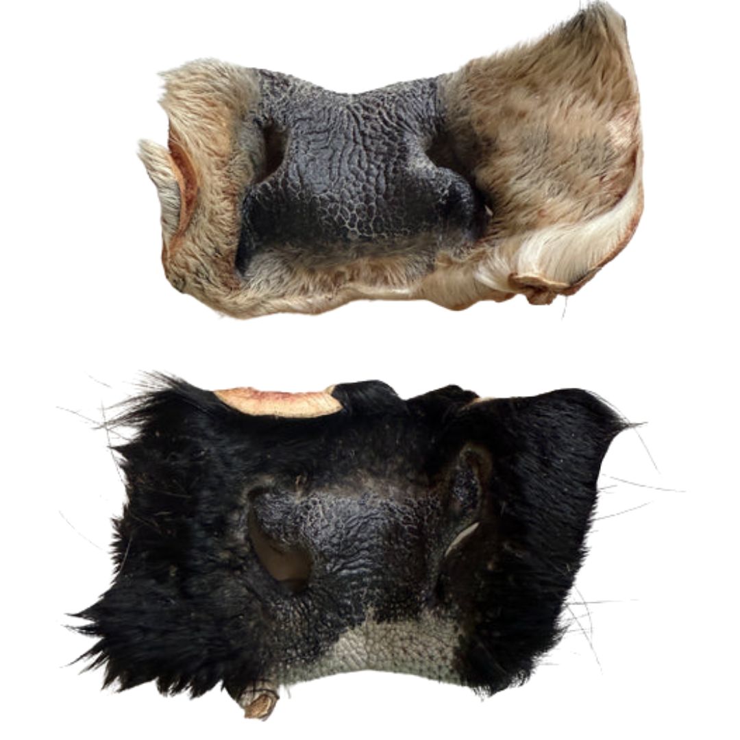 Freeze Dried Cow Snout