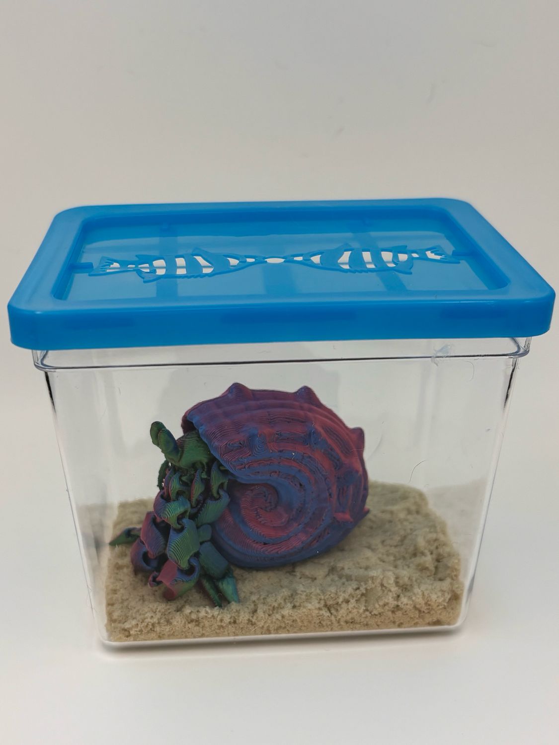 Hermit Crab Desk Pet Hermit Crab Desk Pet