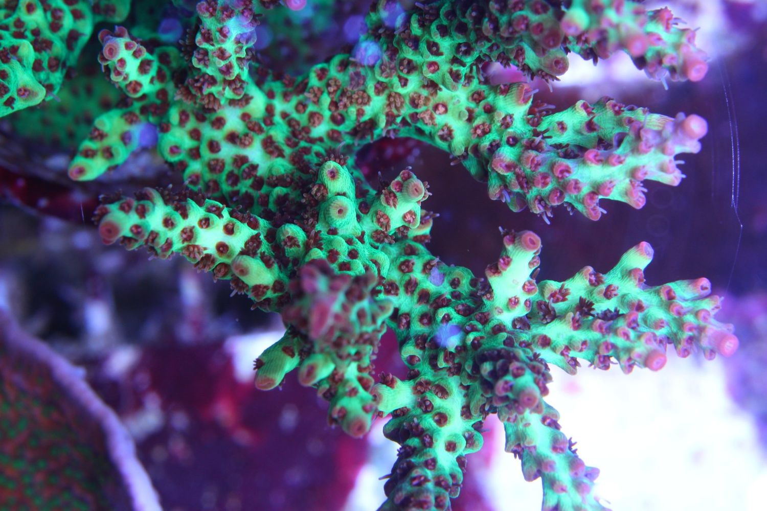 Acropora Pearlberry