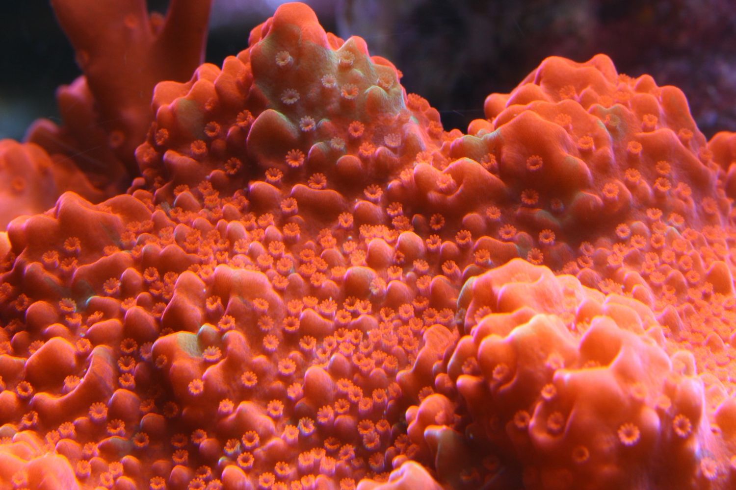 Montipora Setosa