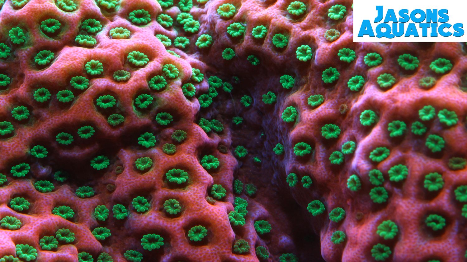 Montipora Tropic thunder