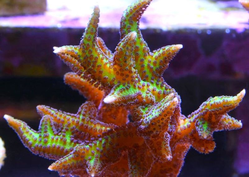 Seriatopora
