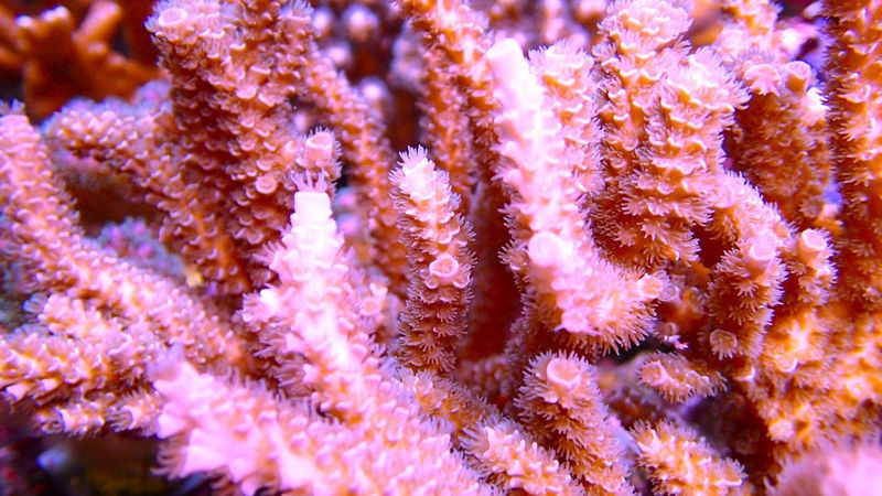 Pink Stix Acropora