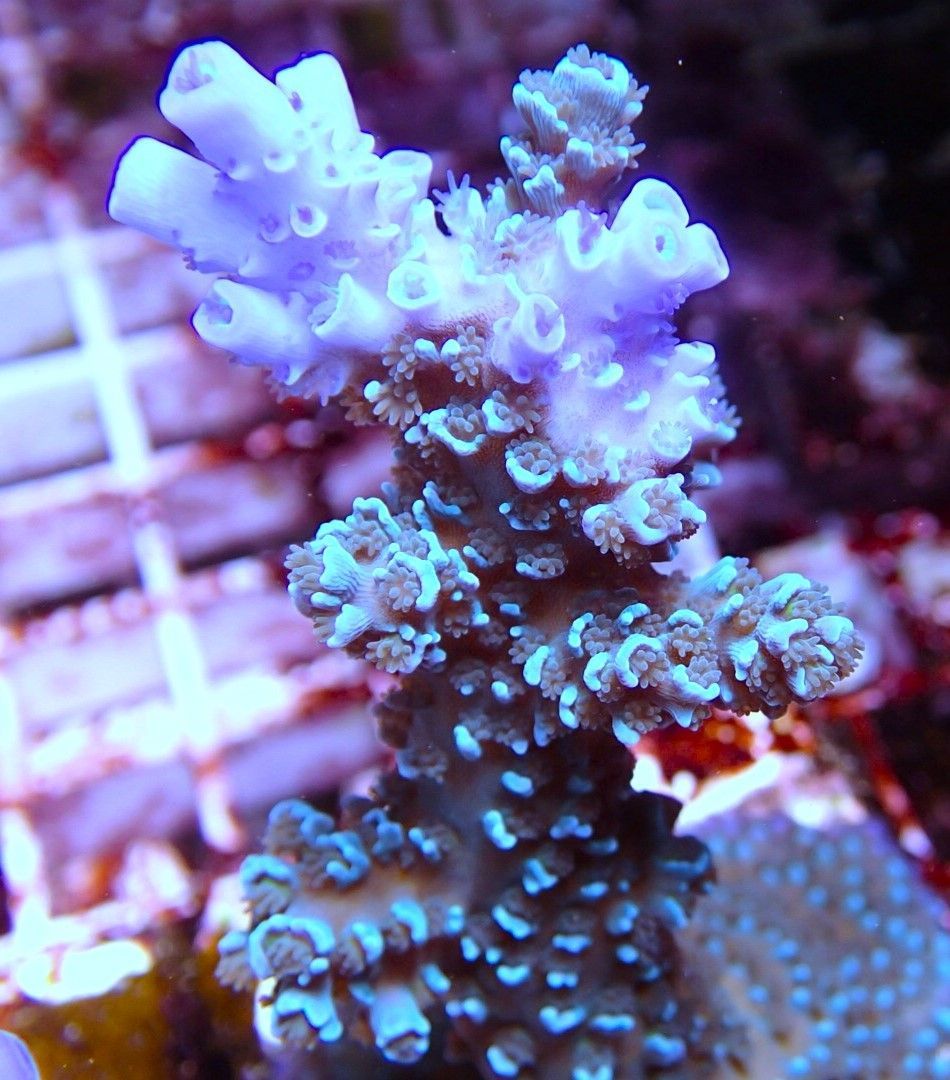 Acropora Hoeksemai