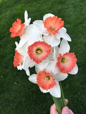 2019 PHS Daffodils