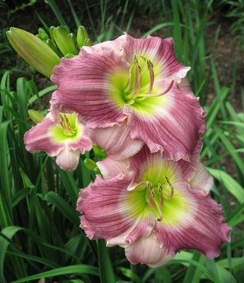 2019 PHS Daylilies