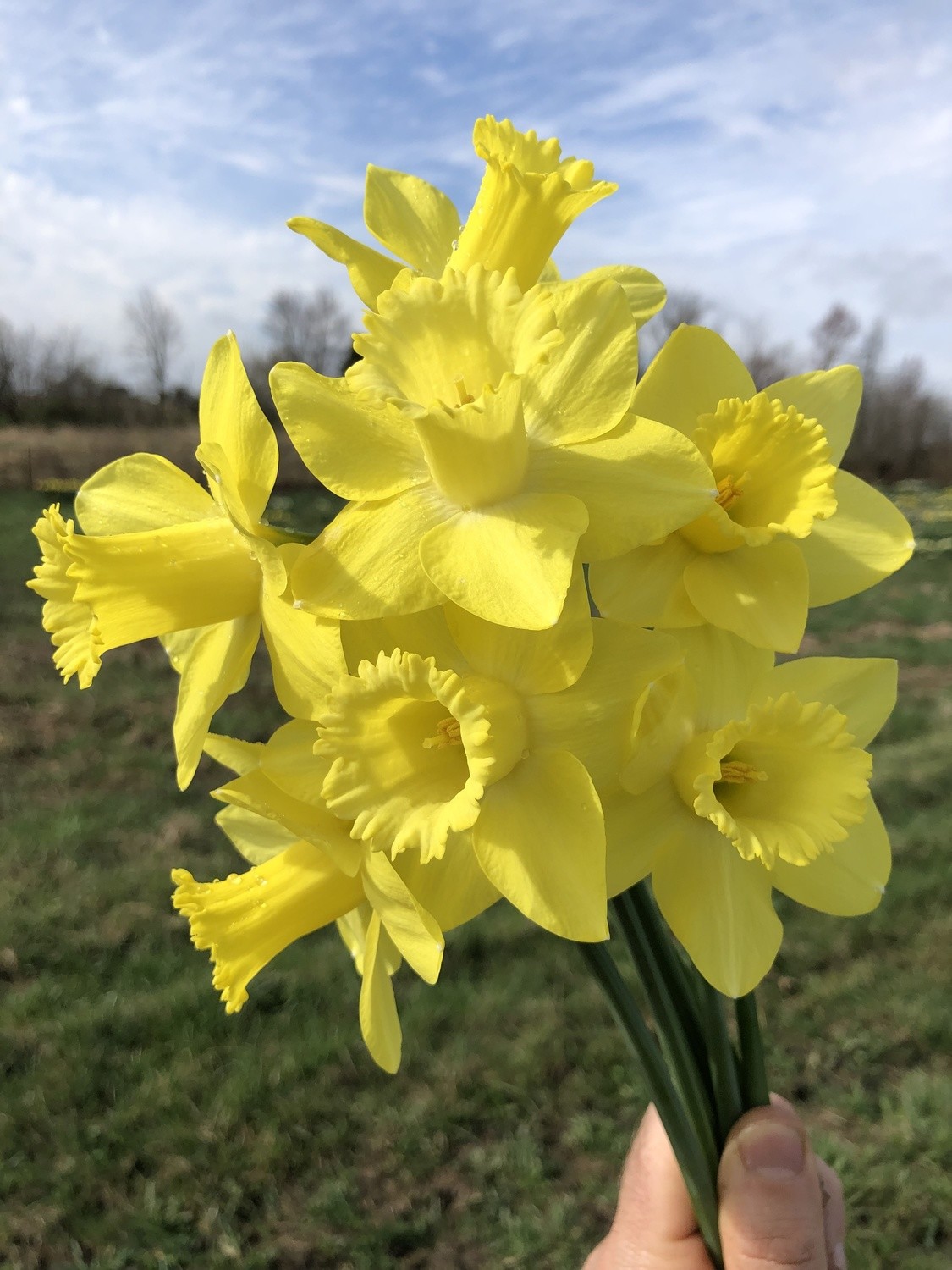 Chesapeake Bay Store PHS Daffodils