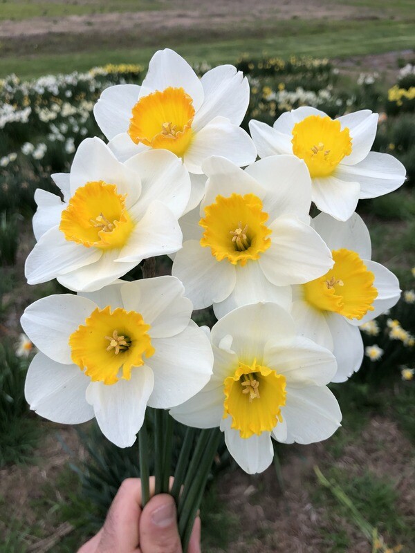 April Queen