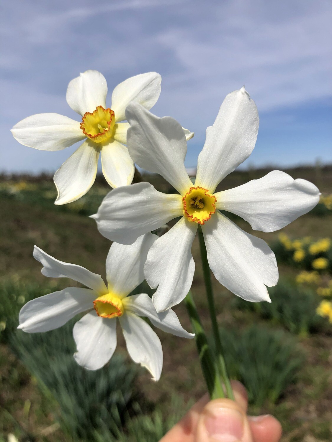 Narcissus radiiflorus var. radiiflorus