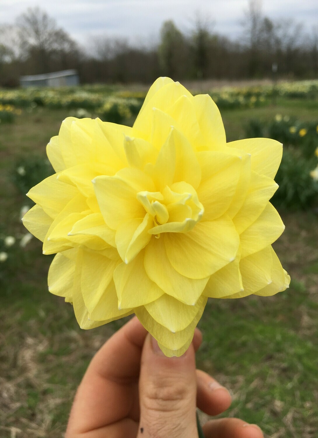 Camellia