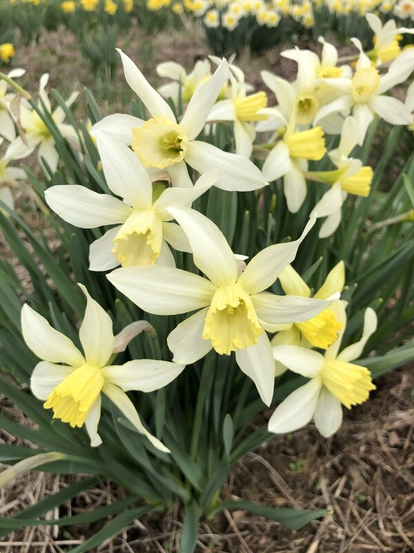 Duchess of Westminster