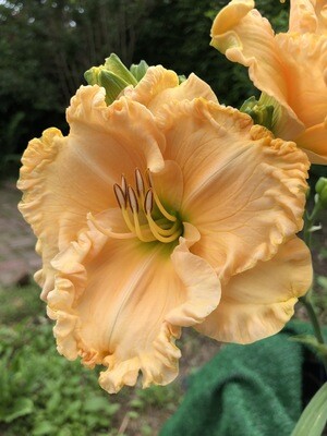 2021 PHS Daylilies
