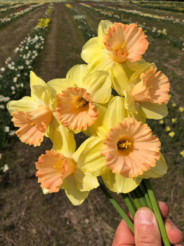 Color Magic