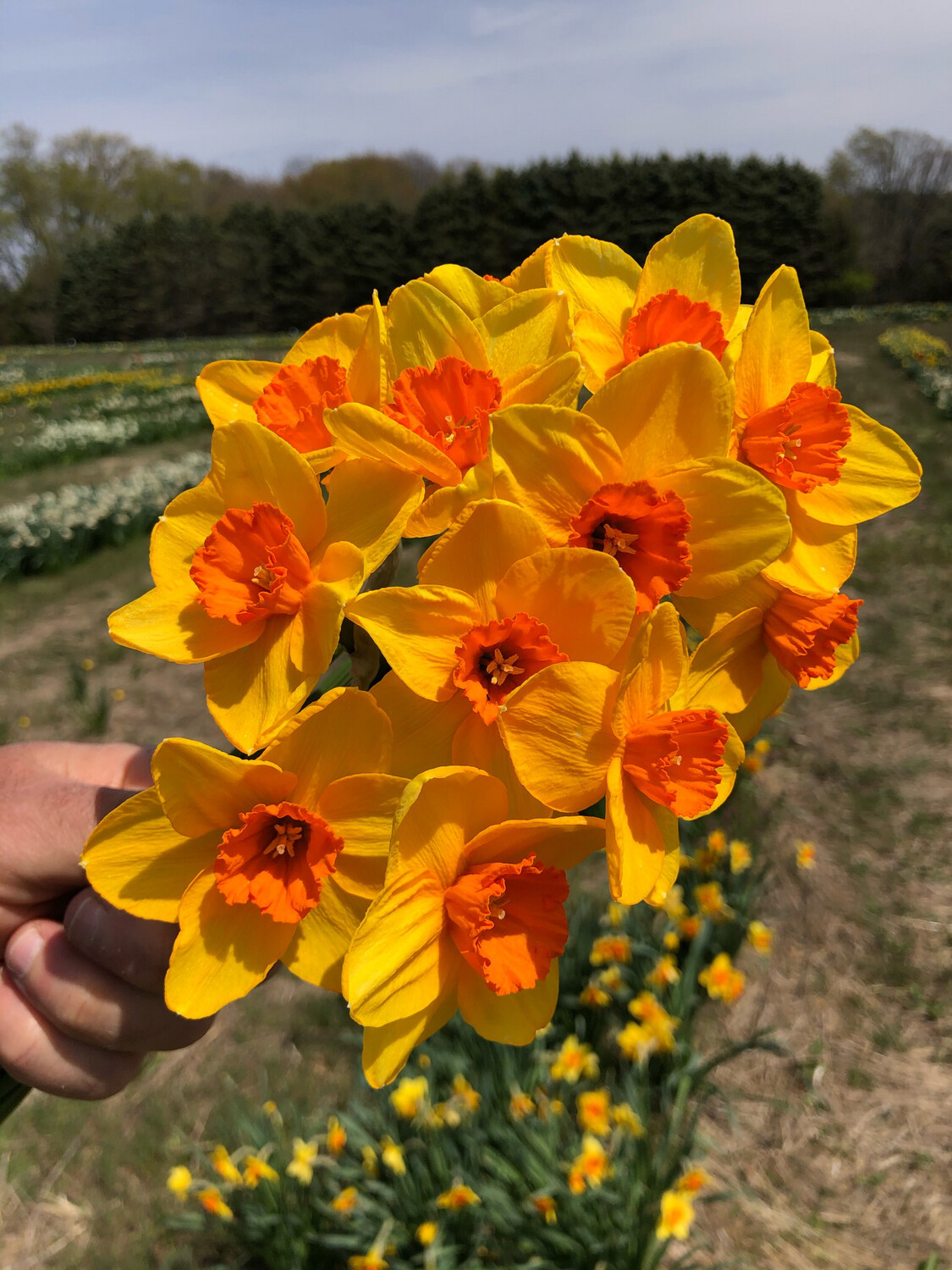 Copper Harbor Store PHS Daffodils