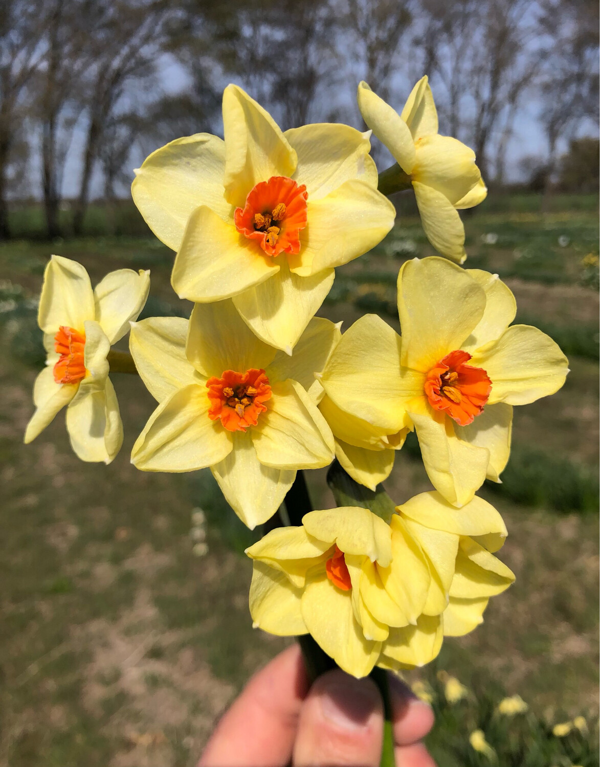 Tanager Lane Store PHS Daffodils